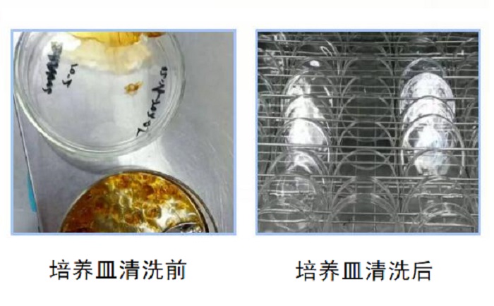 洗瓶機清洗培養皿前后對比